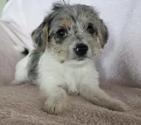 Green Collar "Mauxie" Girl, a female Maltese and Miniature Dachshund for sale in Kite, GA – Photo 1 of 7