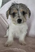 Green Collar "Mauxie" Girl, a female Maltese and Miniature Dachshund for sale in Kite, GA – Photo 3 of 7