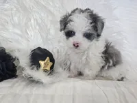 Black Collar 1.09 lbs at 6wks, a male Maltipoo for sale in Kite, GA – 3 of 10