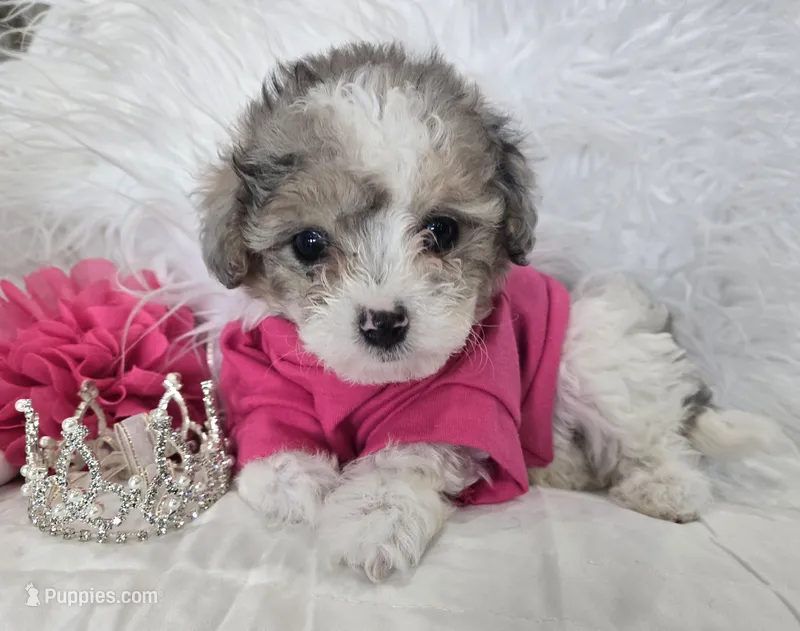 Pink Collar Maltipoo Girl – Maltipoo puppy for sale in Kite, GA