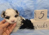 Black Collar Maltipoo Boy, a male Maltipoo for sale in Kite, GA – 2 of 10