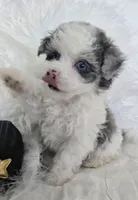Black Collar 1.09 lbs at 6wks, a male Maltipoo for sale in Kite, GA – 4 of 10