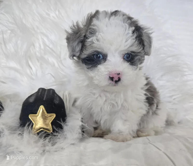 Black Collar Maltipoo Boy – Maltipoo puppy for sale in Kite, GA