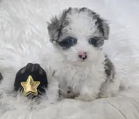 Black Collar 1.09 lbs at 6wks, a male Maltipoo for sale in Kite, GA – 2 of 10