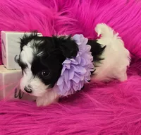 Purple Collar Maltipoo Girl, a female Maltipoo for sale in Kite, GA – 4 of 9