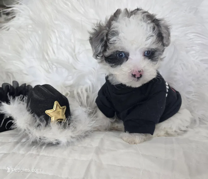Black Collar 1.09 lbs at 6wks – Maltipoo puppy for sale in Kite, GA