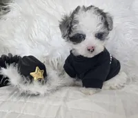 Black Collar 1.09 lbs at 6wks, a male Maltipoo for sale in Kite, GA – 1 of 10