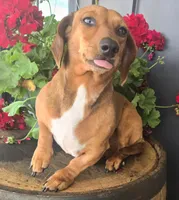 Pebbles, a female Miniature Dachshund for sale in Kite, GA – 2 of 6