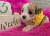 Yellow Collar Maltipoo Girl, a female Maltipoo for sale in Kite, GA – 6 of 9