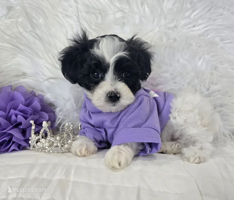 Purple Collar Maltipoo Girl – Maltipoo puppy for sale in Kite, GA