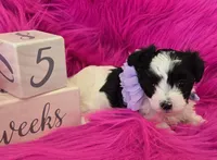 Purple Collar Maltipoo Girl, a female Maltipoo for sale in Kite, GA – 2 of 9