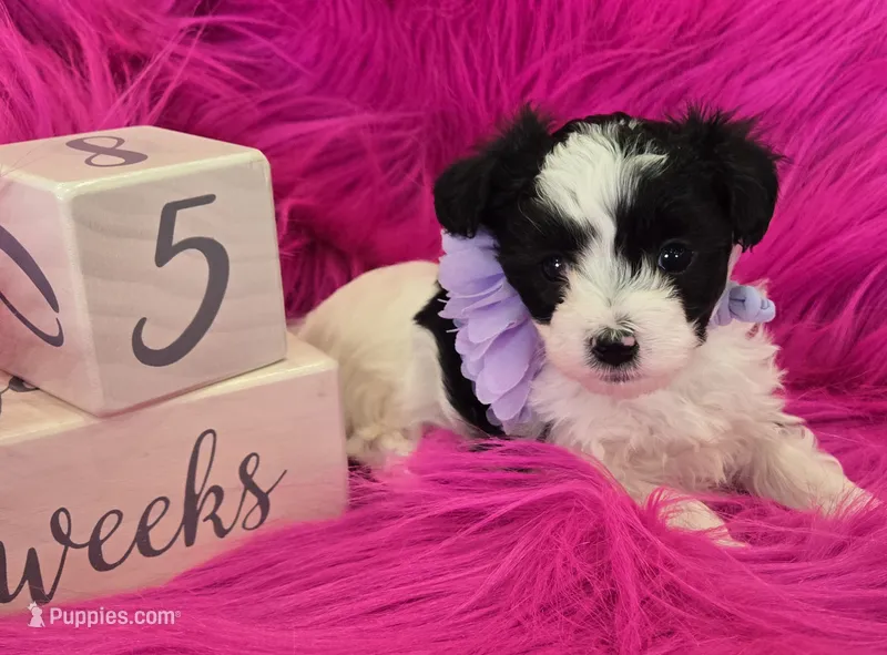Purple Collar Maltipoo Girl – Maltipoo puppy for sale in Kite, GA