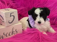 Purple Collar Maltipoo Girl, a female Maltipoo for sale in Kite, GA – 3 of 9