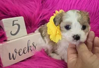 Yellow Collar Maltipoo Girl, a female Maltipoo for sale in Kite, GA – 2 of 9