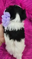 Purple Collar Maltipoo Girl, a female Maltipoo for sale in Kite, GA – 5 of 9