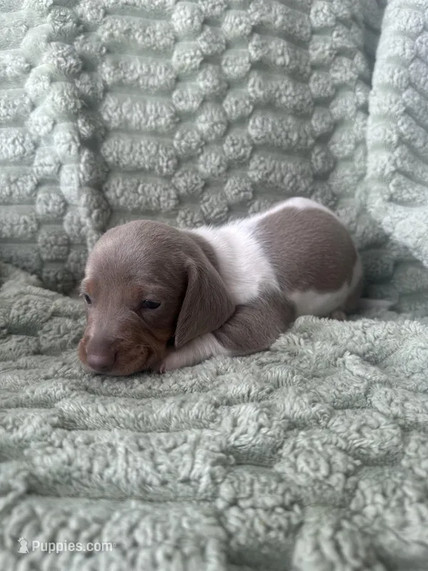 Mac – Miniature Dachshund puppy for sale in Winnsboro, TX