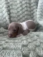 Mac, a male Miniature Dachshund for sale in Winnsboro, TX – 1 of 1