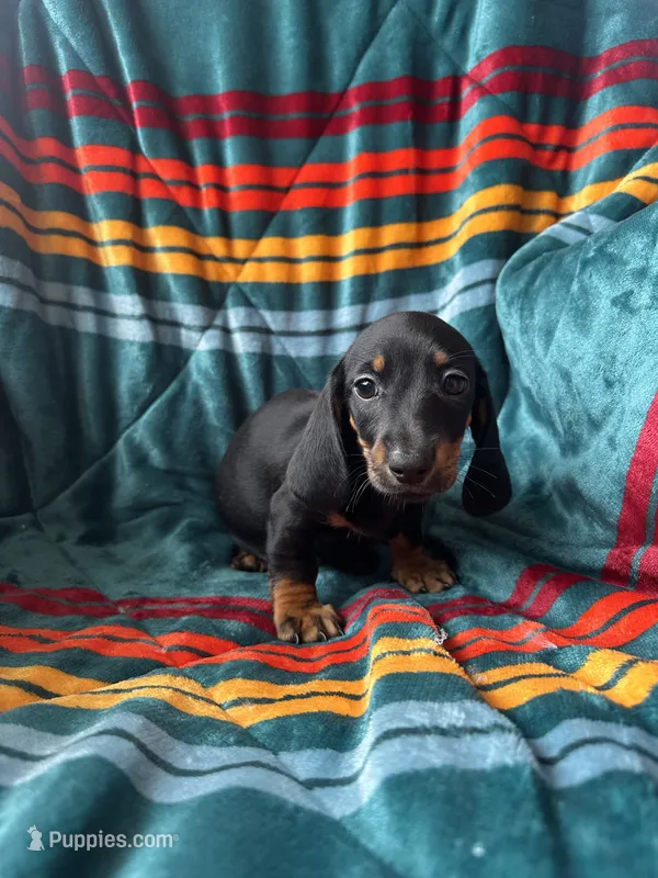 Luke – Miniature Dachshund puppy for sale in Winnsboro, TX