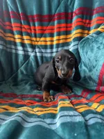 Luke, a male Miniature Dachshund for sale in Winnsboro, TX – 1 of 2