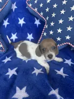 Winnie, a female Miniature Dachshund for sale in Winnsboro, TX – Photo 1 of 3