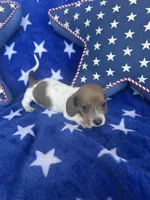 Winnie, a female Miniature Dachshund for sale in Winnsboro, TX – Photo 2 of 3