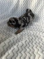 Darby, a female Miniature Dachshund for sale in Winnsboro, TX – Photo 3 of 3