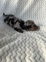 Darby, a female Miniature Dachshund for sale in Winnsboro, TX – Photo 2 of 3