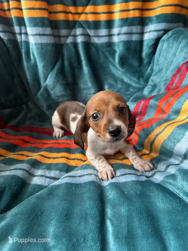 Minnie – Miniature Dachshund puppy for sale in Winnsboro, TX