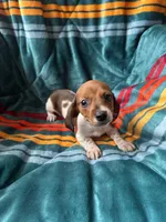 Minnie, a female Miniature Dachshund for sale in Winnsboro, TX – 1 of 2