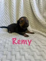 Remy-dark wild boar, a female Miniature Dachshund for sale in Winnsboro, TX – Photo 1 of 3