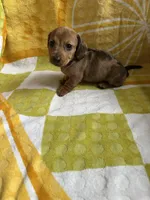 Daisy, a female Miniature Dachshund for sale in Winnsboro, TX – Photo 8 of 8