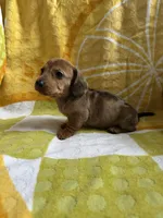 Daisy, a female Miniature Dachshund for sale in Winnsboro, TX – Photo 3 of 8