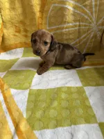 Daisy, a female Miniature Dachshund for sale in Winnsboro, TX – Photo 7 of 8