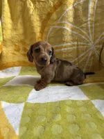 Daisy, a female Miniature Dachshund for sale in Winnsboro, TX – Photo 6 of 8