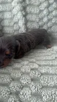 Izzy, a female Miniature Dachshund for sale in Winnsboro, TX – 2 of 3