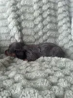 Izzy, a female Miniature Dachshund for sale in Winnsboro, TX – 3 of 3