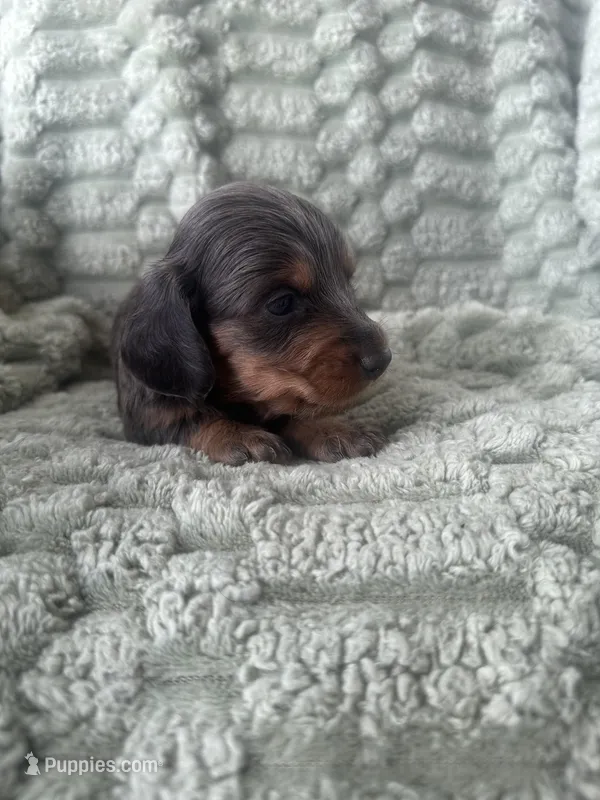 Izzy – Miniature Dachshund puppy for sale in Winnsboro, TX