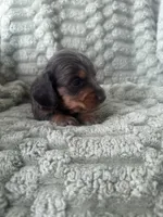 Izzy, a female Miniature Dachshund for sale in Winnsboro, TX – 1 of 3