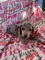 Duncan, a male Miniature Dachshund for sale in Winnsboro, TX – Photo 1 of 6