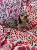 Duncan, a male Miniature Dachshund for sale in Winnsboro, TX – Photo 4 of 6