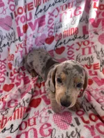 Duncan, a male Miniature Dachshund for sale in Winnsboro, TX – Photo 5 of 6