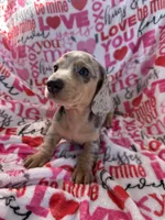 Duncan, a male Miniature Dachshund for sale in Winnsboro, TX – Photo 2 of 6