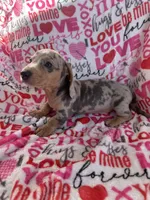 Duncan, a male Miniature Dachshund for sale in Winnsboro, TX – Photo 6 of 6