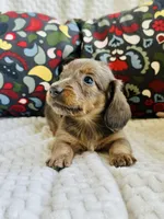 Wrangler, a male Miniature Dachshund for sale in Winnsboro, TX – Photo 1 of 3