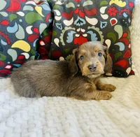 Wrangler, a male Miniature Dachshund for sale in Winnsboro, TX – Photo 3 of 3