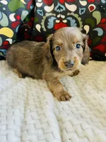 Wrangler, a male Miniature Dachshund for sale in Winnsboro, TX – Photo 2 of 3