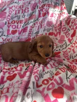 Dash, a male Miniature Dachshund for sale in Winnsboro, TX – Photo 4 of 4