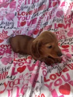 Dash, a male Miniature Dachshund for sale in Winnsboro, TX – Photo 2 of 4