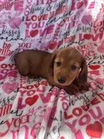 Dash, a male Miniature Dachshund for sale in Winnsboro, TX – Photo 3 of 4