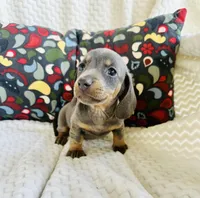 Doug, a male Miniature Dachshund for sale in Winnsboro, TX – Photo 4 of 5